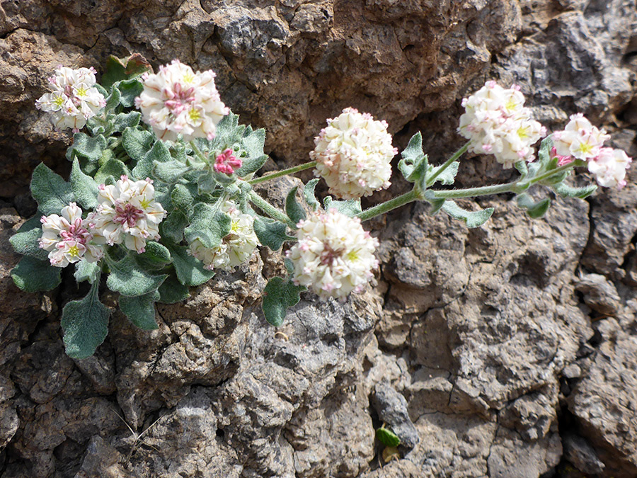 Plant growing on rocks