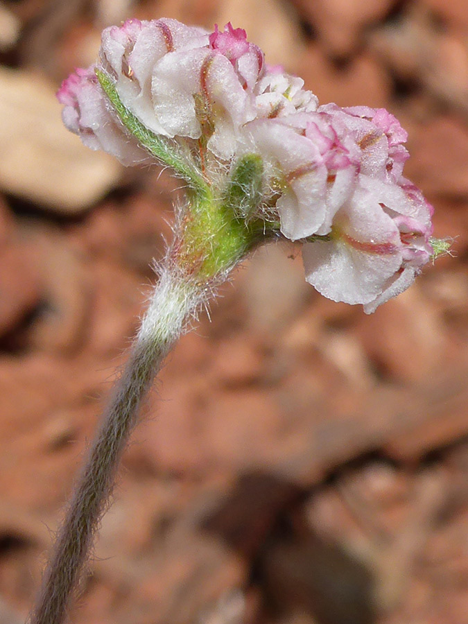 Hairy stem and bracts