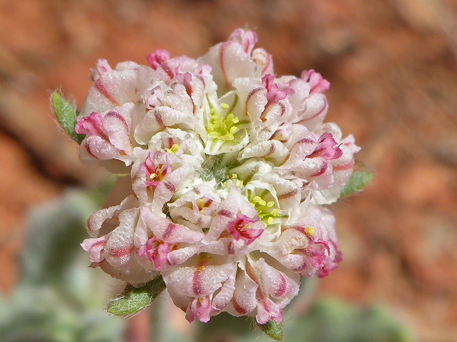 Pinkish inflorescence