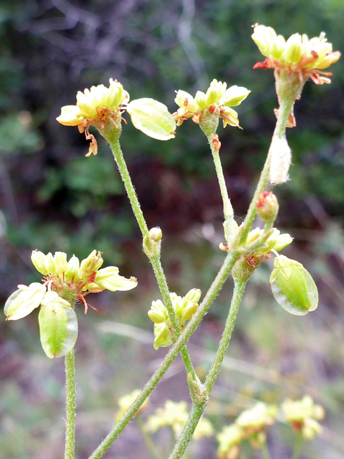 Flowers and seed pods