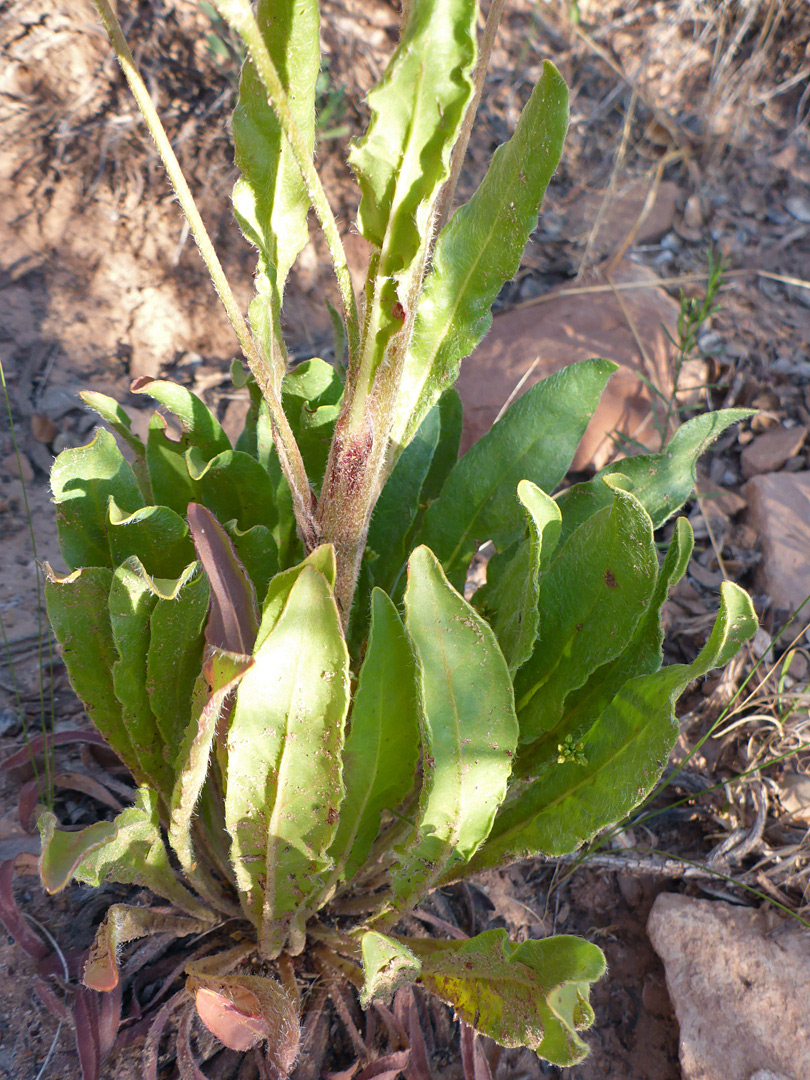 Base of a stem