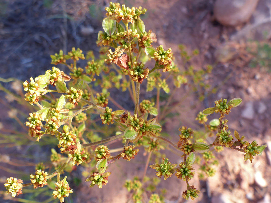 Greenish-red flowers