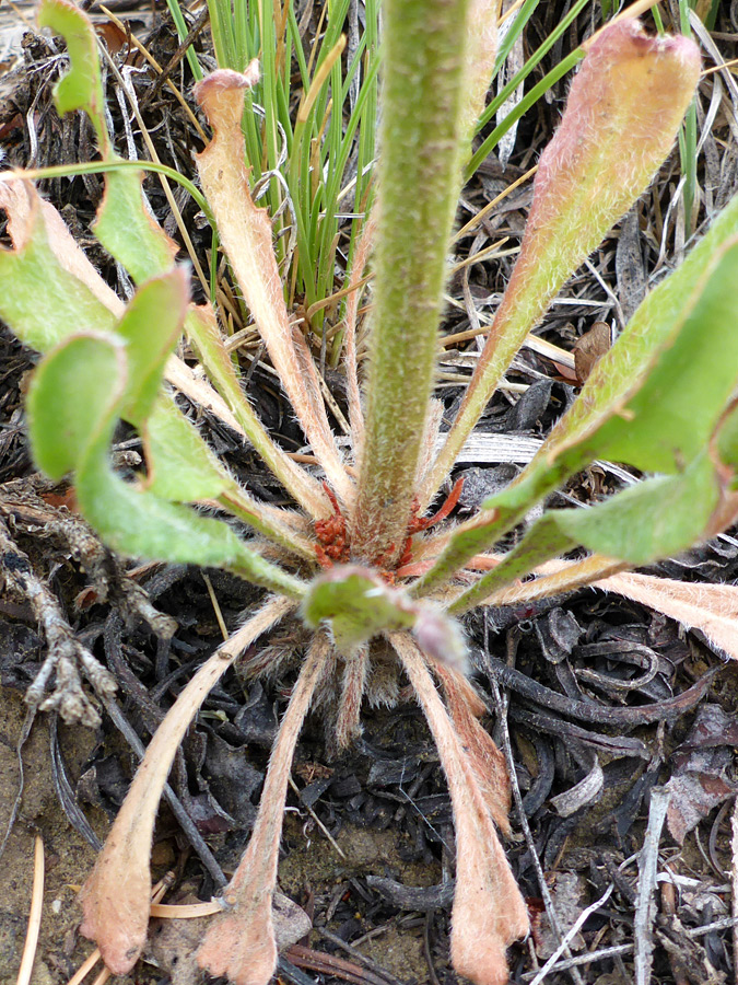 Basal leaves