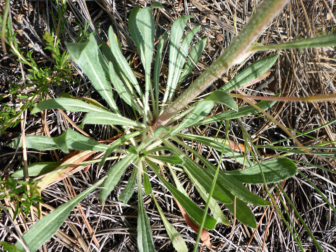Oblanceolate basal leaves