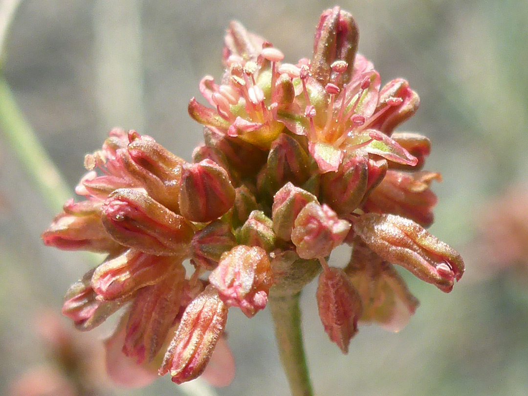 Brownish-red flowers