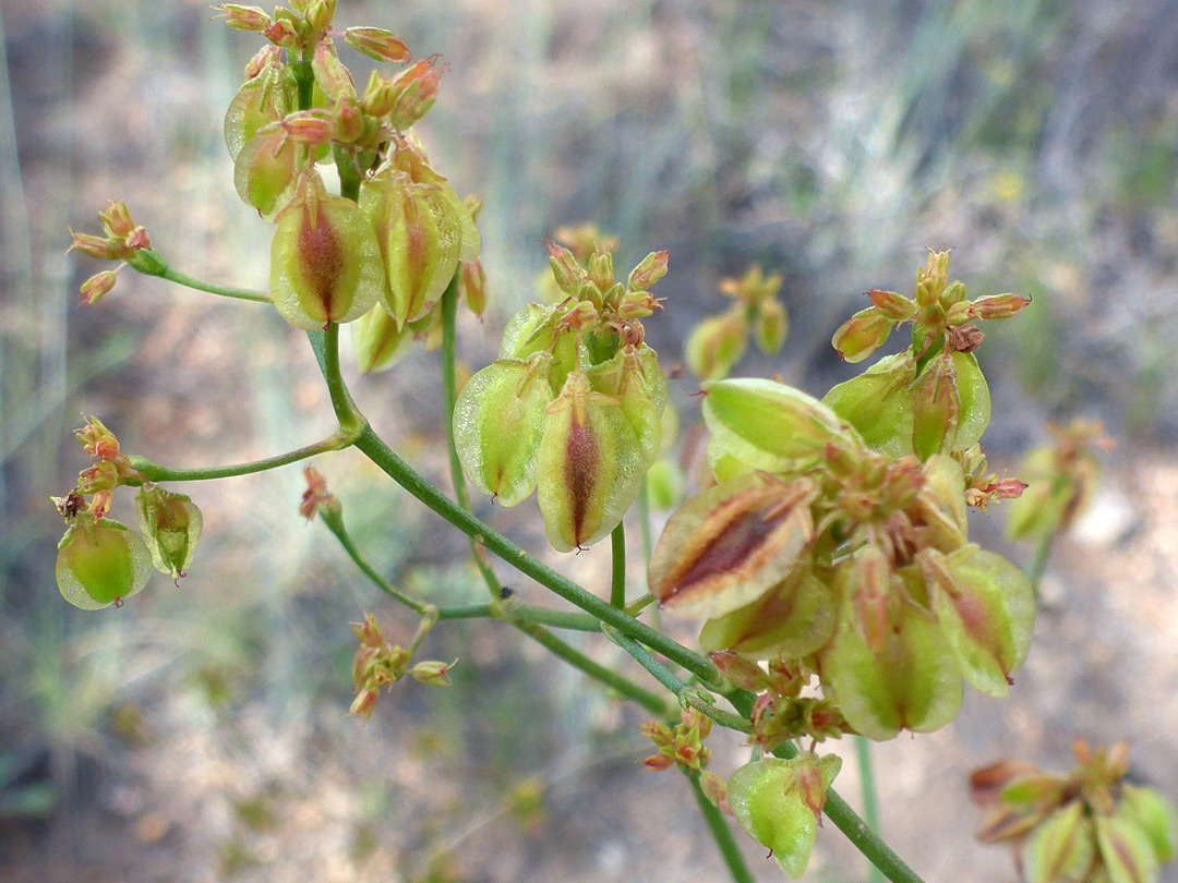 Developing fruits