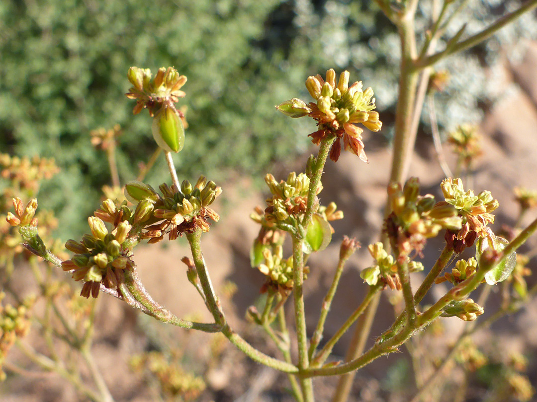 Flower clusters