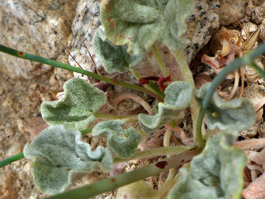 Wrinkled leaves