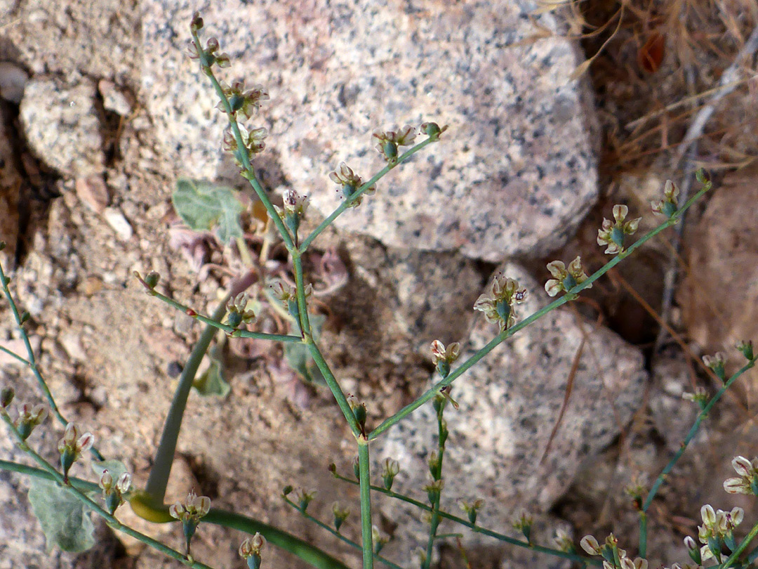 Branched inflorescence