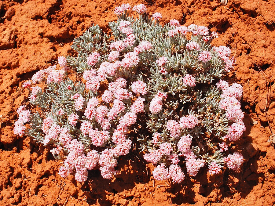 Small pink clusters