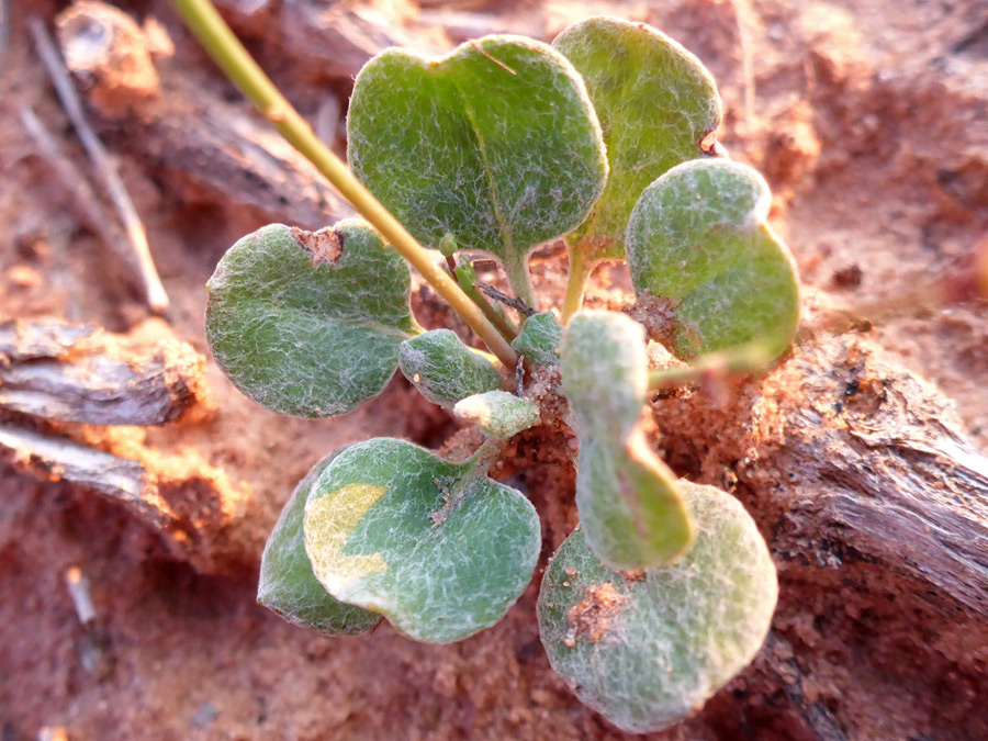 Basal leaves