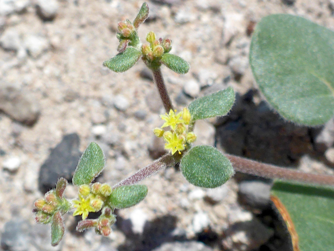 Leaves and flowers