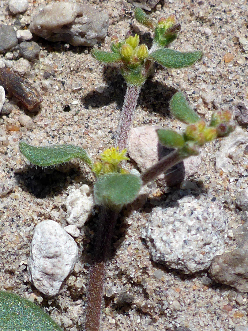 Prostrate branch