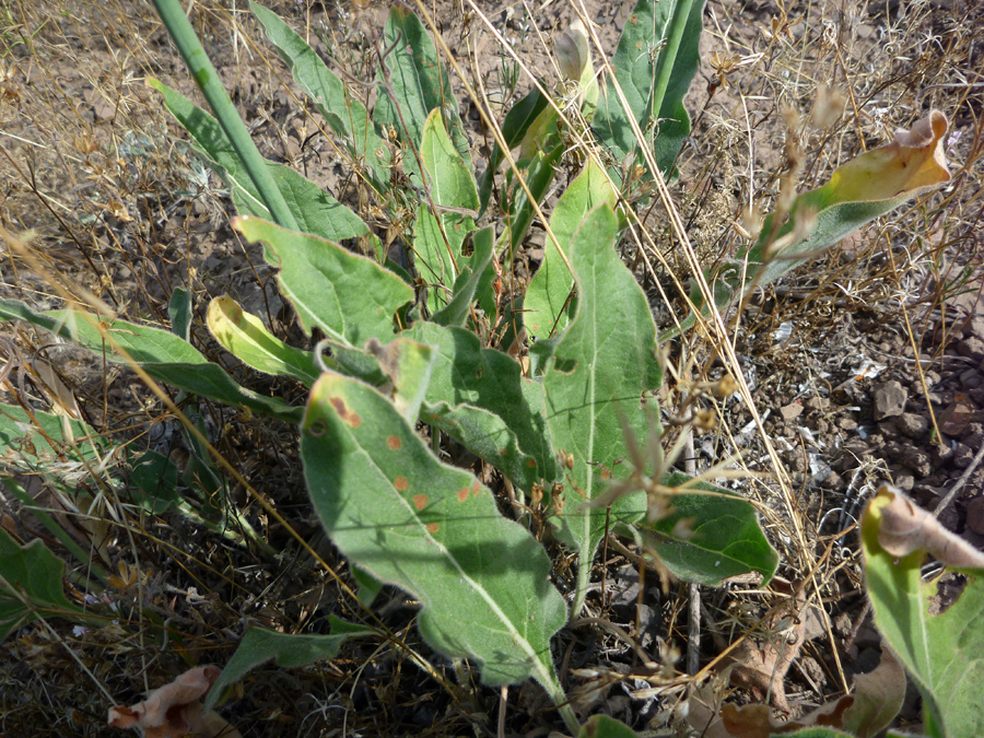 Basal leaves