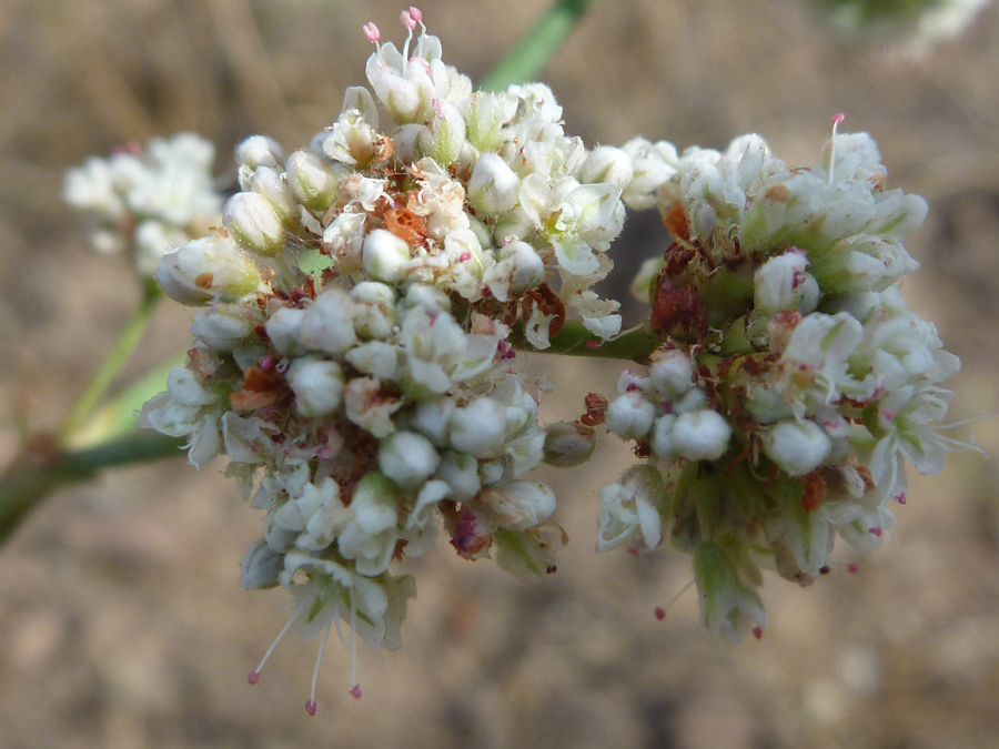 Tiny white flowers