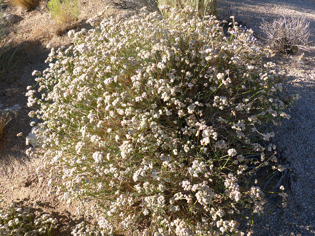 Shrub-like plant