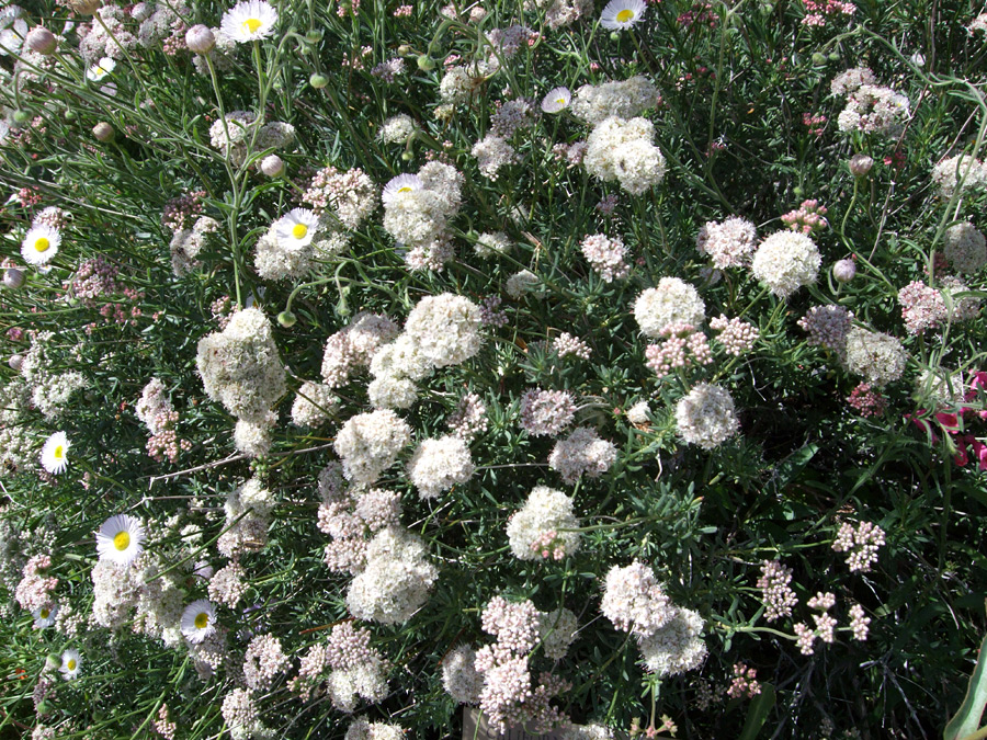 White flowers