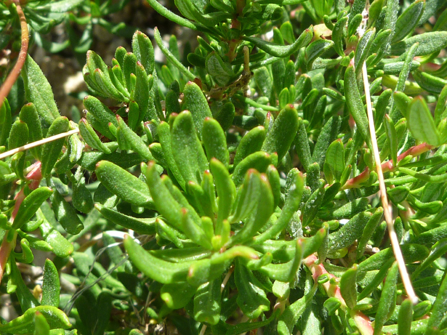 Basal leaves