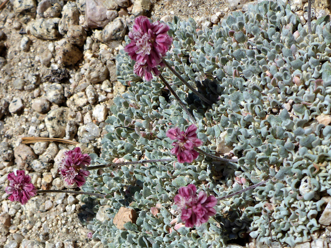 Purple flowers and greyish leaves