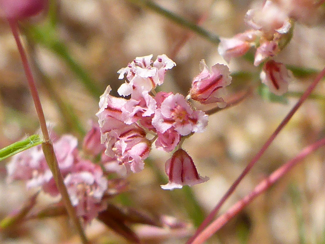 Pinkish flowers