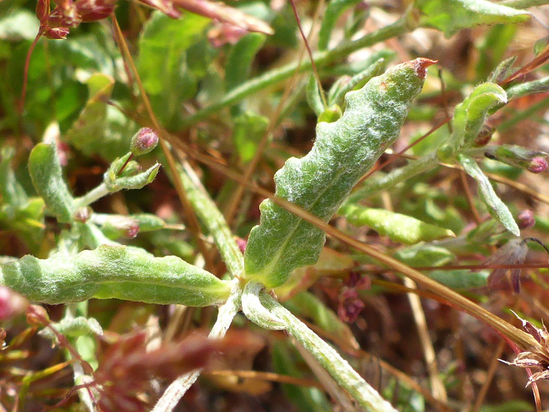 Wavy-edged leaves