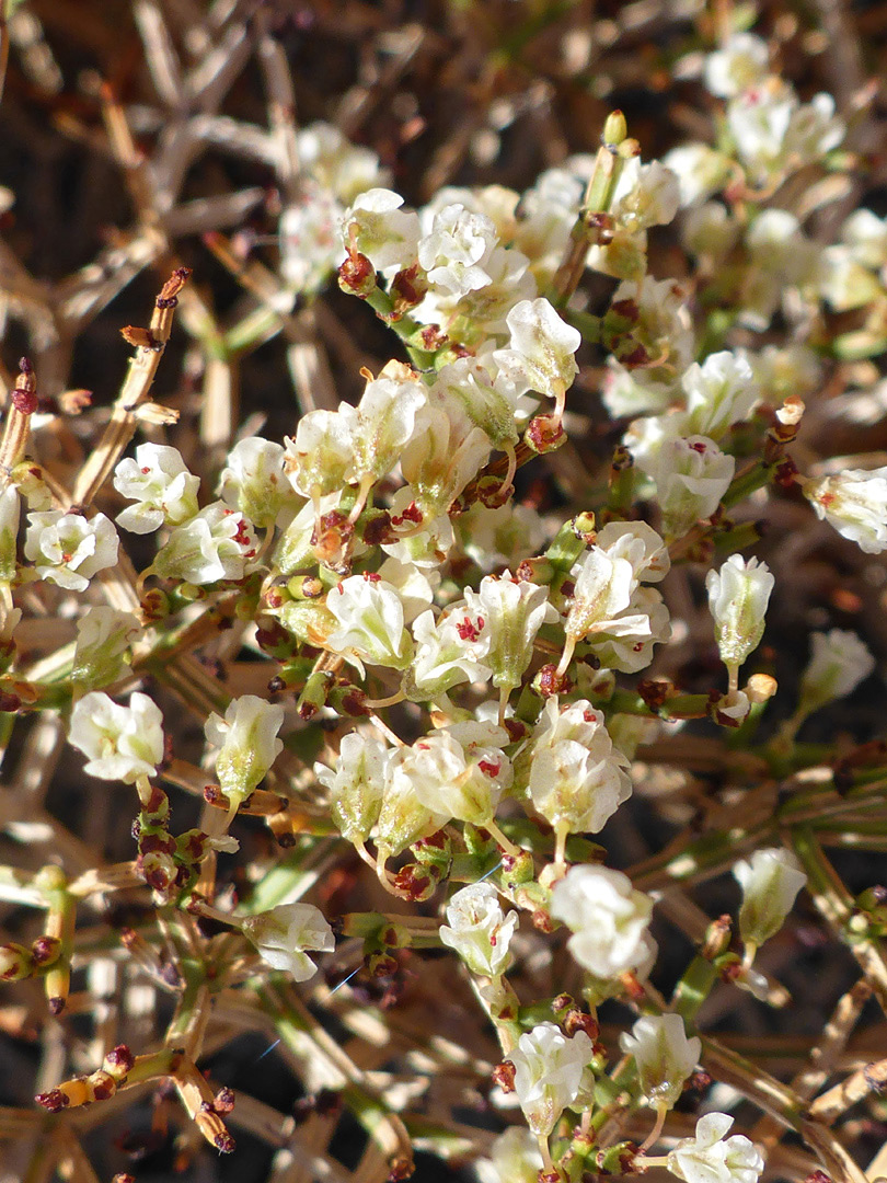 Small white flowers