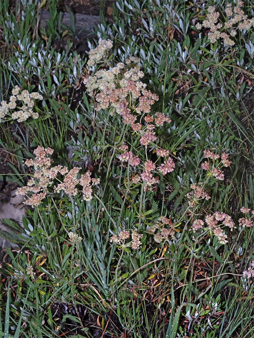 Flowering stems