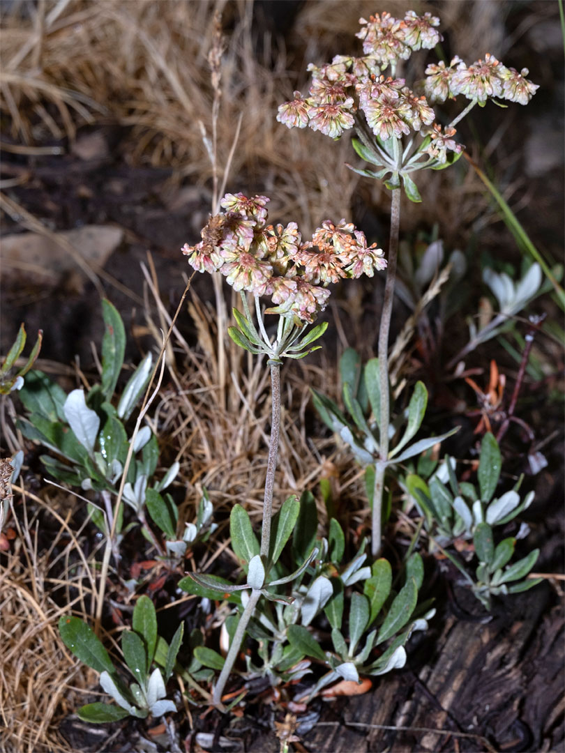 Whorled leaves