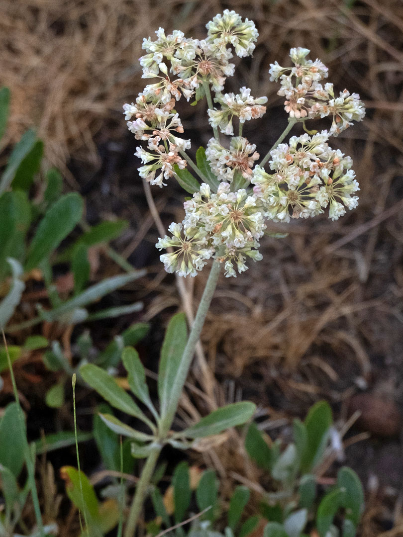 Inflorescence