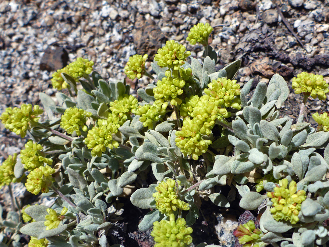 Yellow flowers and greyish leaves