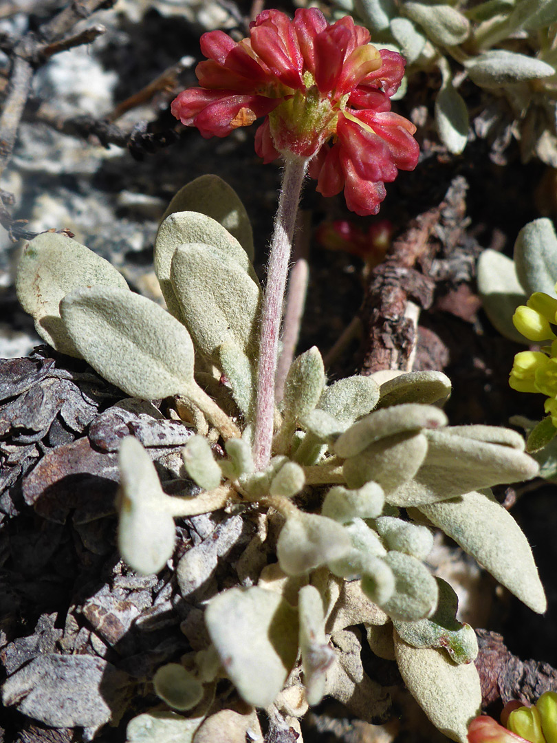 Red flowers