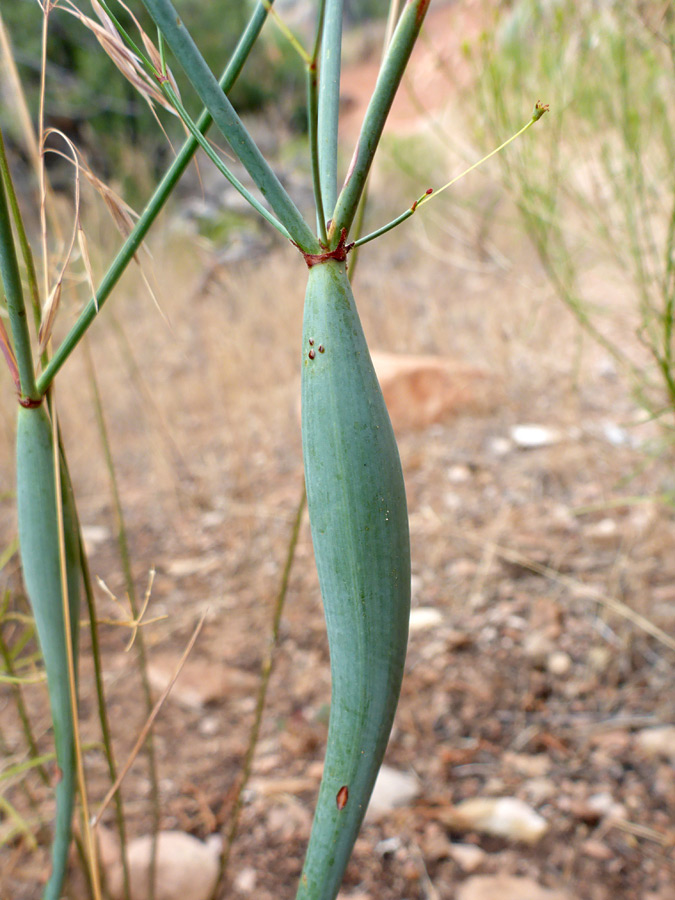 Two stems