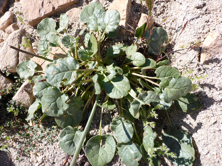 Stem and leaves