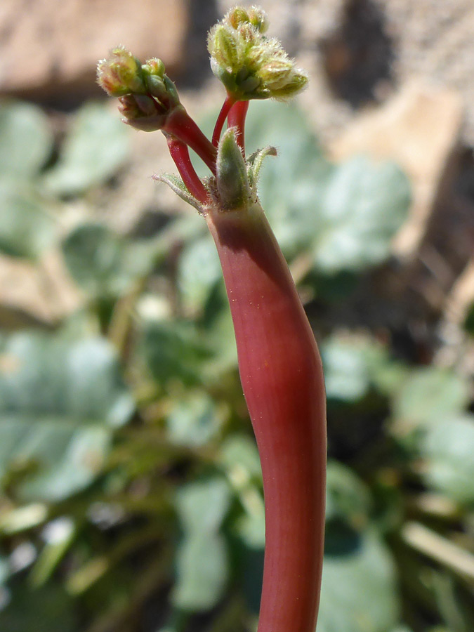 Developing flowers