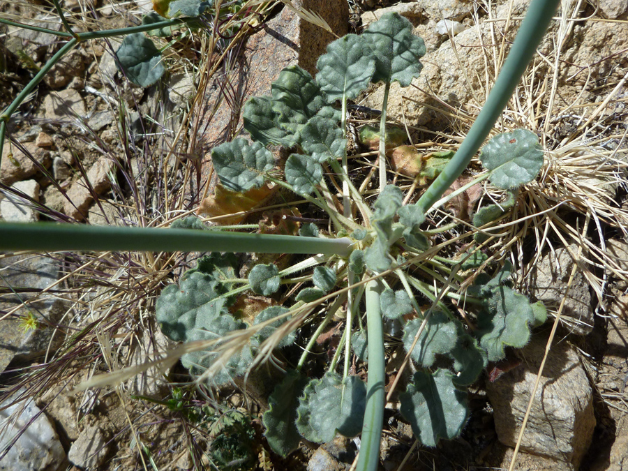 Basal leaves