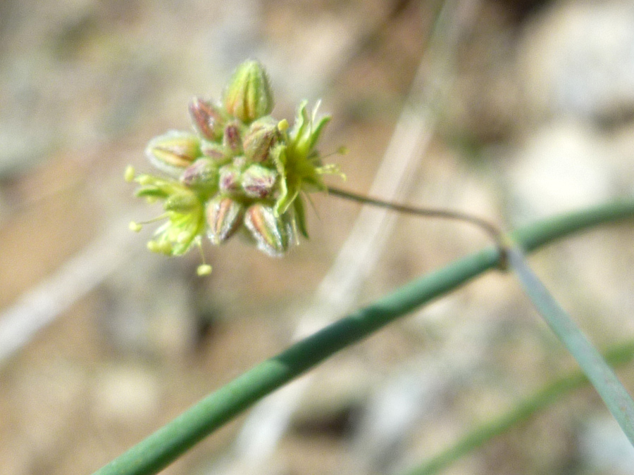 Flower cluster