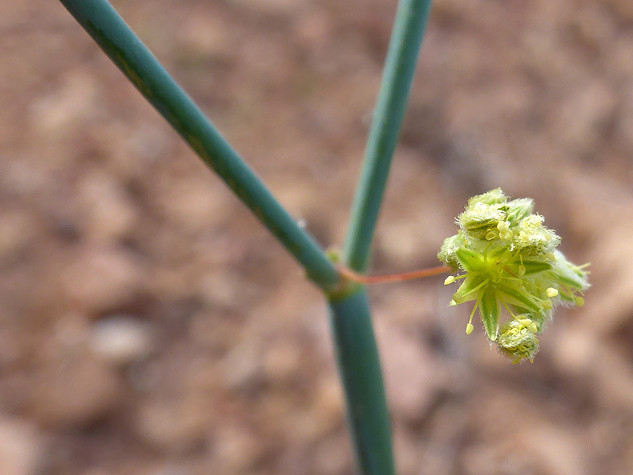 Inflorescence