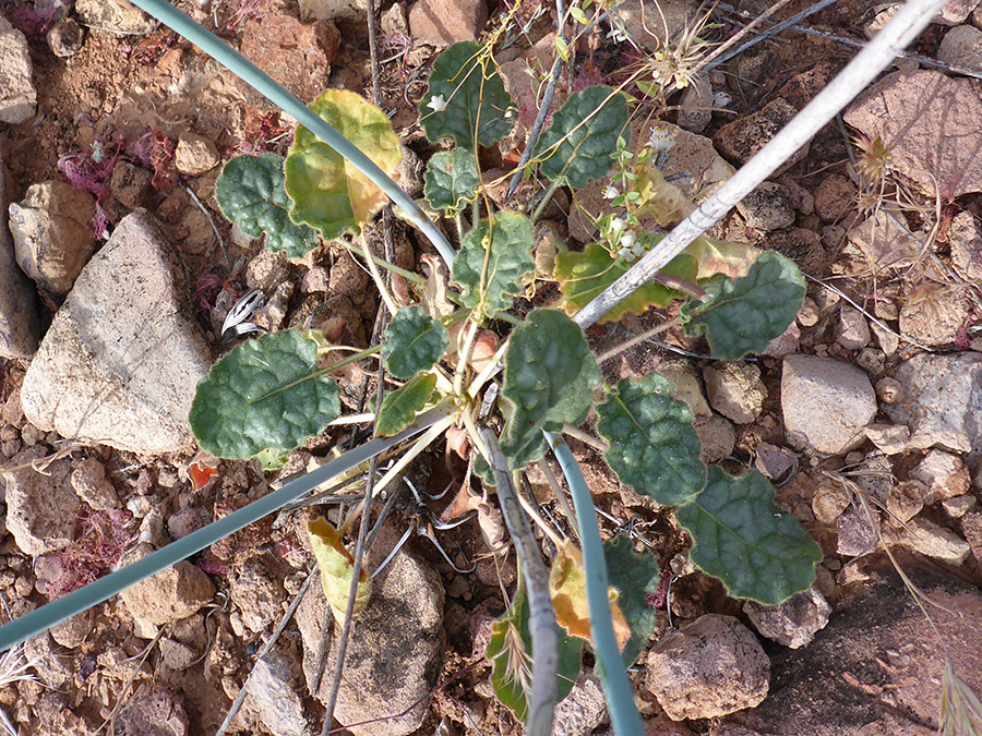 Ovate, stalked leaves