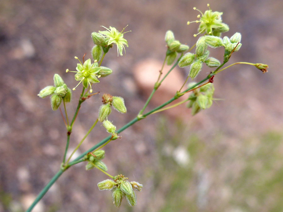 Buds and flowers