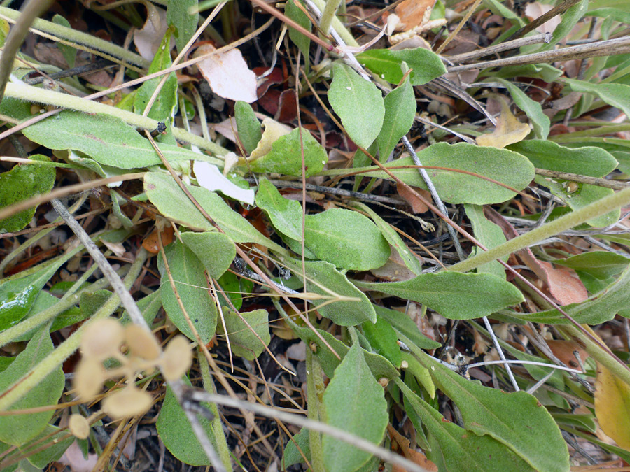 Leaves