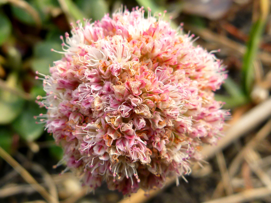 Protruding stamens