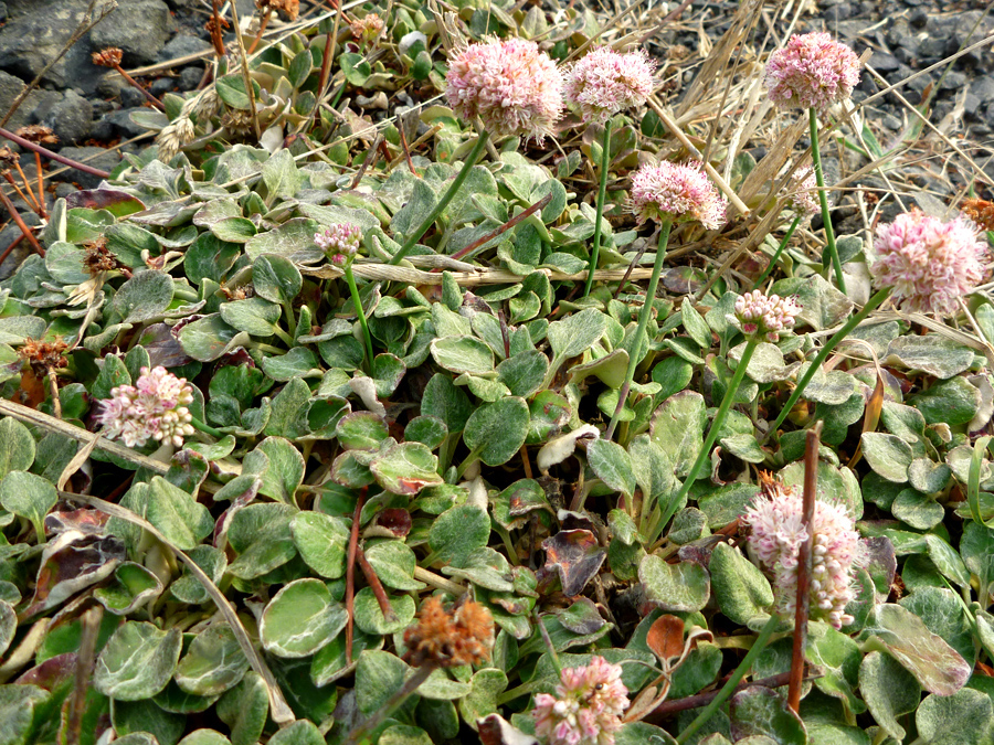 Leaves and stalks