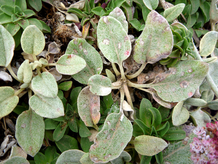 Hairy leaves