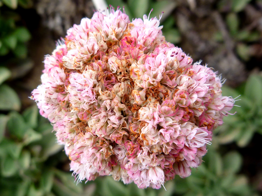 Light pink inflorescence