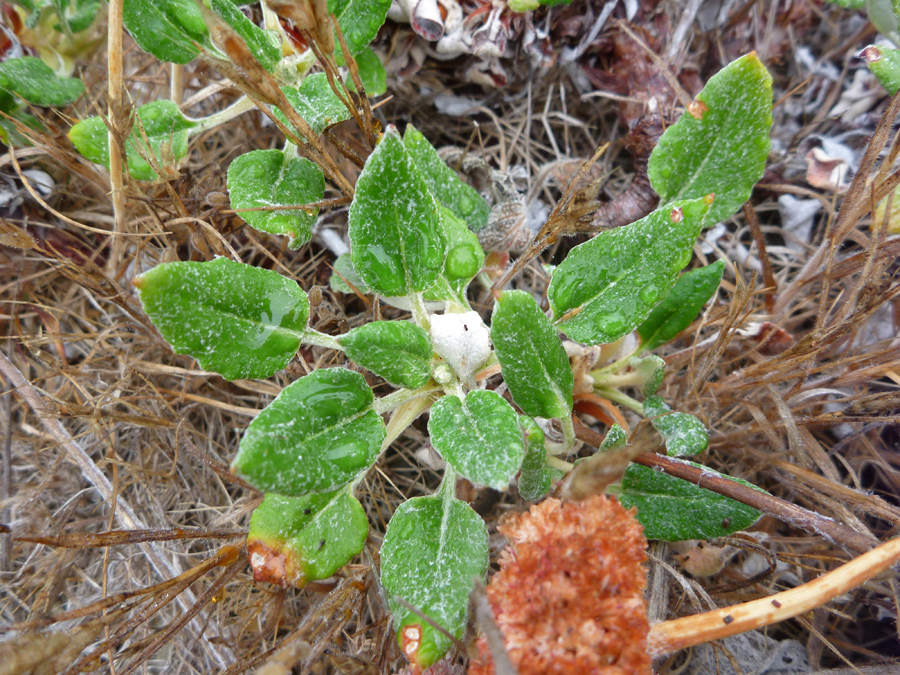 Petiolate leaves