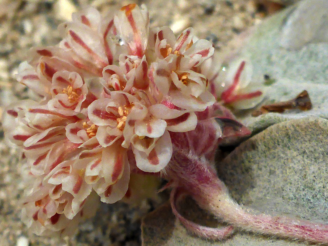 Inflorescence