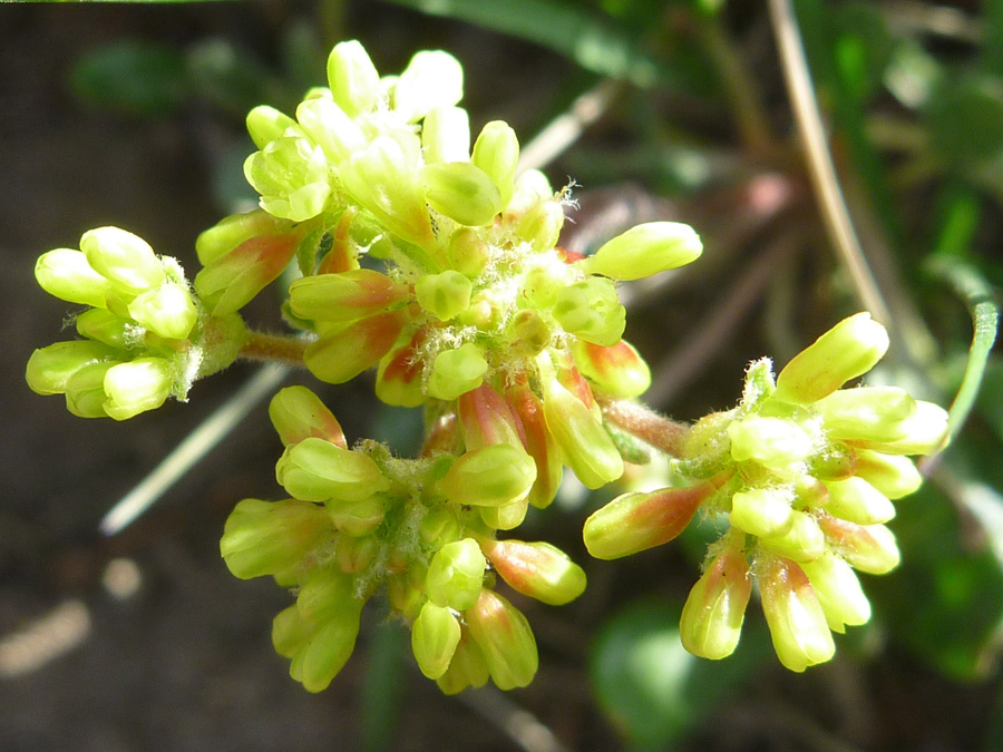 Lemon yellow flowers