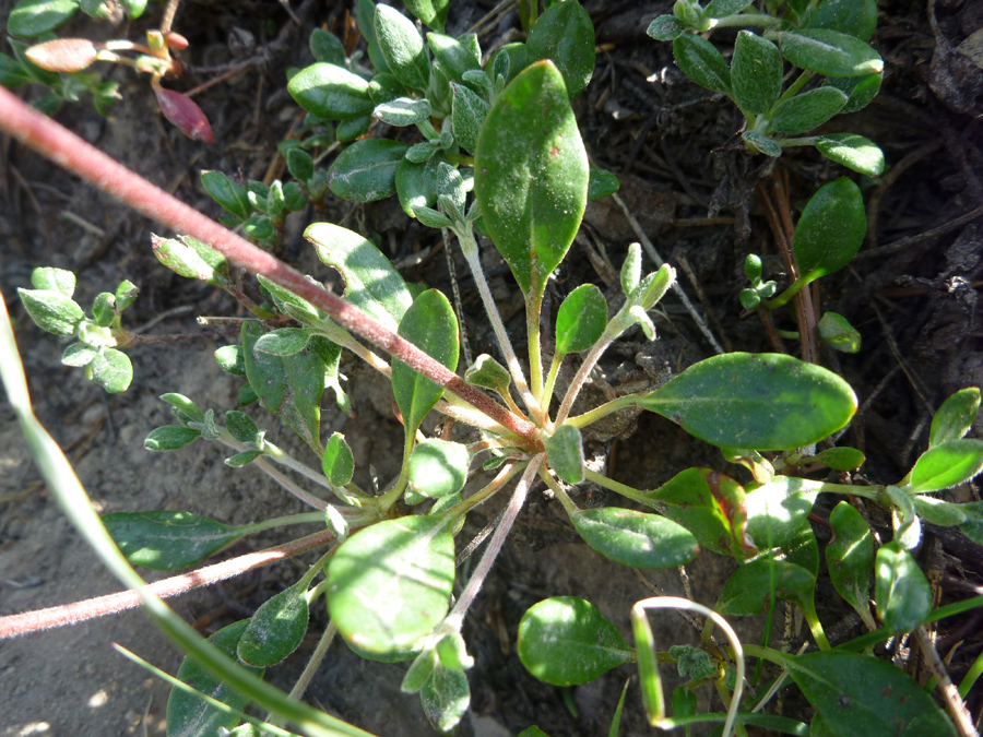 Basal leaves