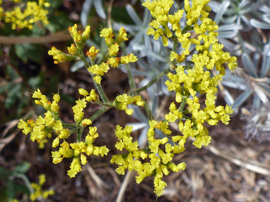 Flat-topped flower cluster