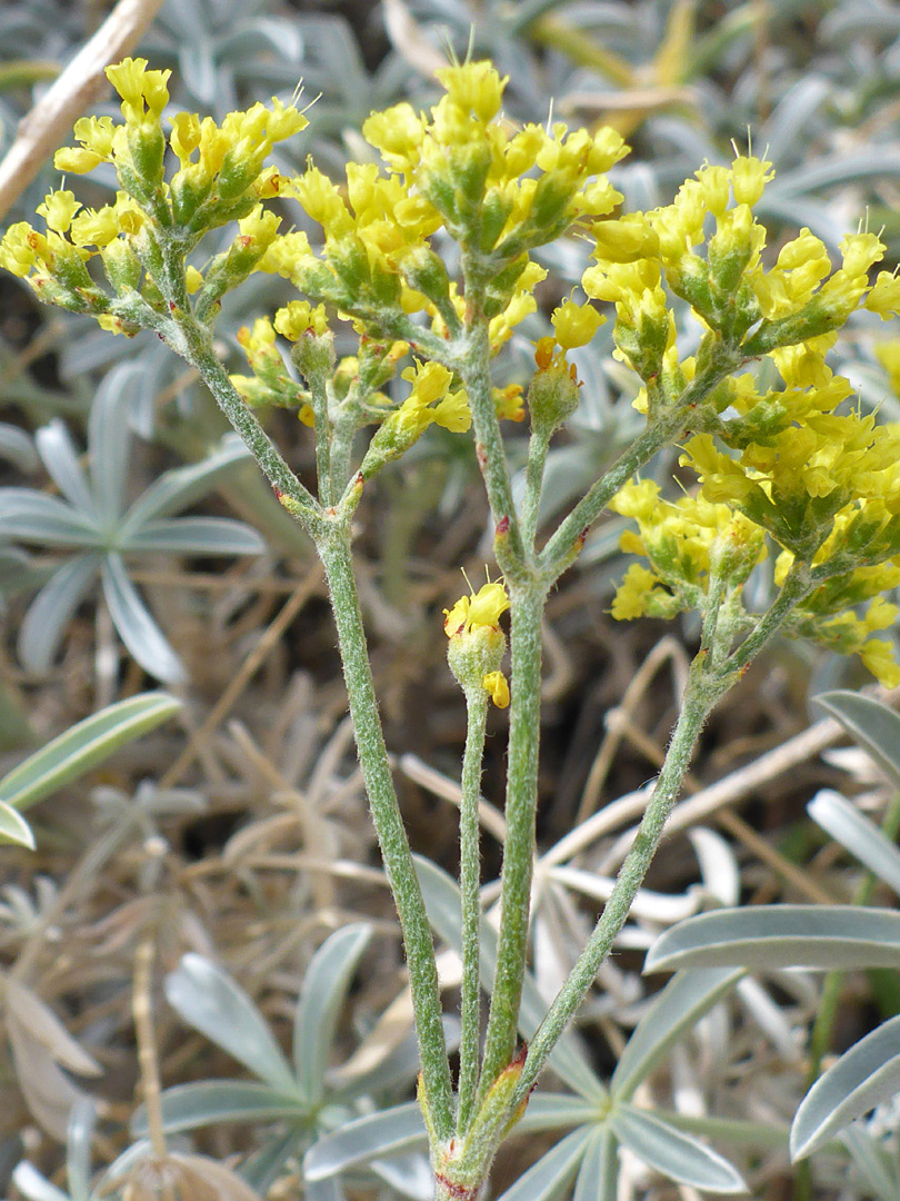 Hairy pedicels